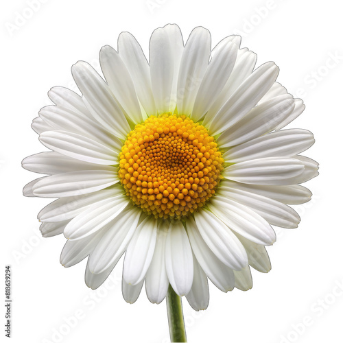 a daisy flower on transparent background