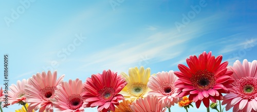 A sunny day with a blue sky hosts a vibrant array of gerbera flowers creating a visually enchanting image with abundant copy space