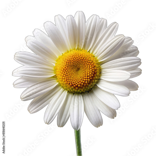 a daisy flower on transparent background