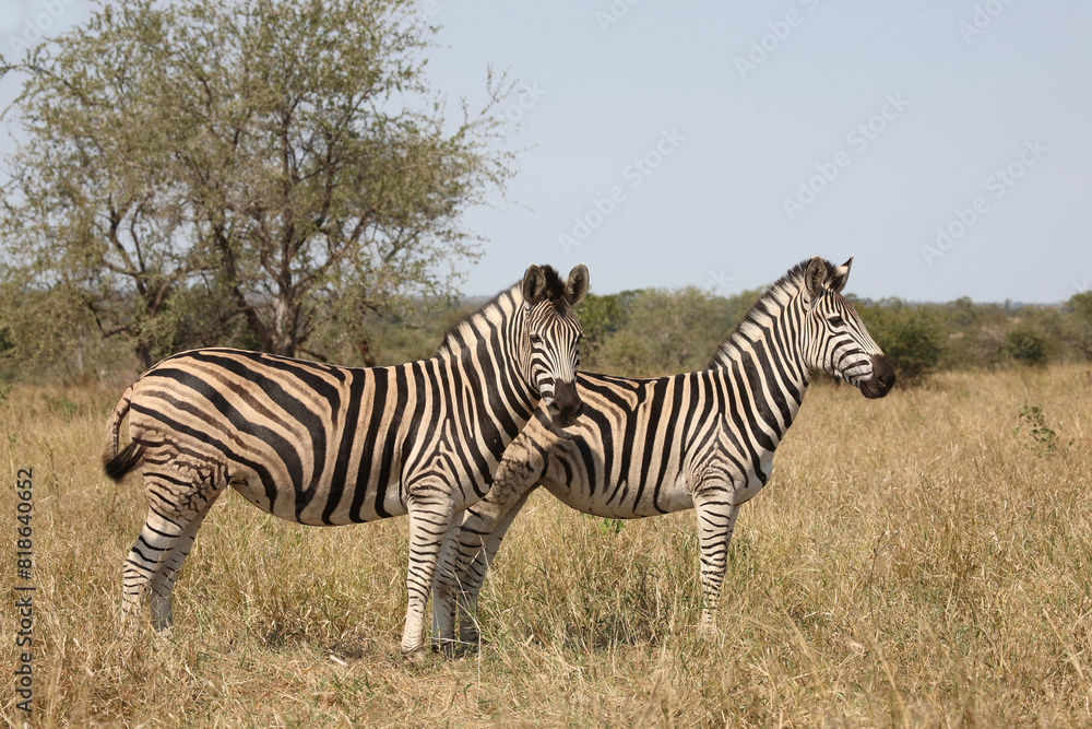 Steppenzebra / Burchell's zebra / Equus quagga burchellii Steppenzebra / Burchell's zebra / Equus quagga burchellii