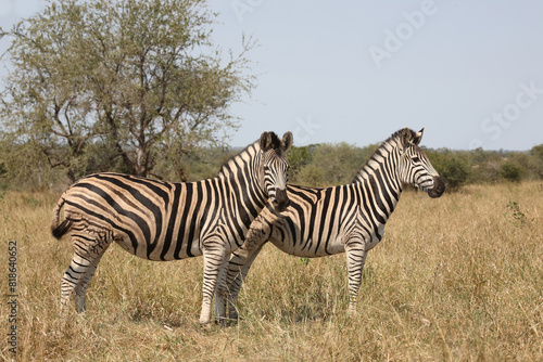 Fotografie Steppenzebra / Burchell's zebra / Equus quagga burchellii