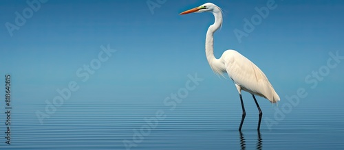A stunning great egret elegantly struts along creating a captivating copy space image © HN Works