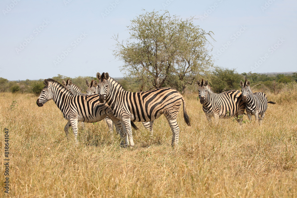Fototapeta premium Steppenzebra / Burchell's zebra / Equus quagga burchellii
