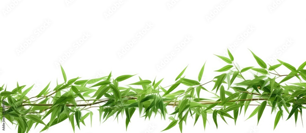 Obraz premium A vibrant copy space image of fresh bamboo leaves standing out against a white background and isolated with a clipping path