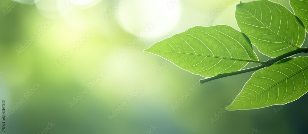 Morning light shines through a verdant tree leaf creating a fresh and natural background with copy space for an image Morning light shines through a verdant tree leaf creating a fresh and natural background with copy space for an image