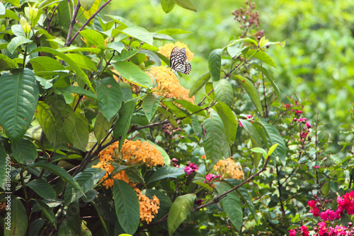 Nature beautiful flower garden abstract background. Horizontal banner with various flowers and a monarch butterfly on a sunny background. photo