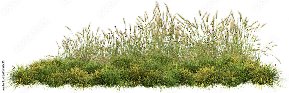 grass line 4 fresh
