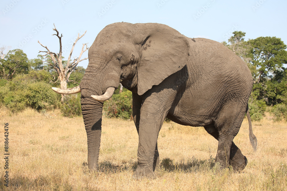 Fototapeta premium Afrikanischer Elefant / African elephant / Loxodonta africana