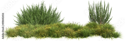 grass line and rosemary