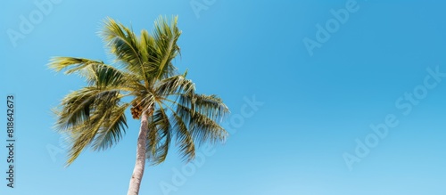 A palm tree stands gracefully against a backdrop of a vibrant blue sky leaving ample space for adding an image