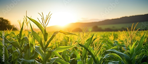 Summer sunrise illuminates corn growing in a field creating a picturesque copy space image