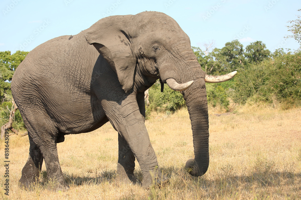 Obraz premium Afrikanischer Elefant / African elephant / Loxodonta africana