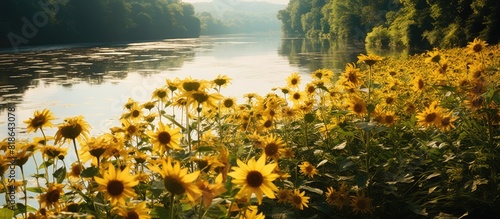 Copy space image of expansive wild yellow flowers resembling sunflowers flourishing along waterways in the Cikancung region photo