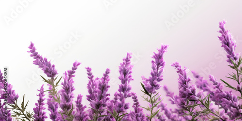 Lavender flowers on white background,  Lavender, floral background. op view, copy space