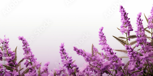 Lavender flowers on white background   Lavender  floral background. op view  copy space