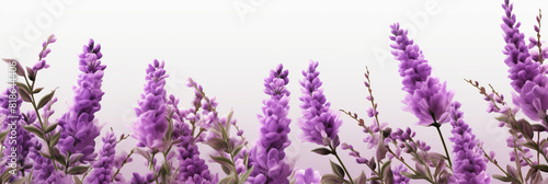 Lavender flowers on white background,  Lavender, floral background. op view, copy space