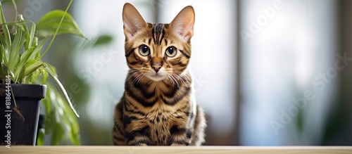 A cute bengal cat with shallow depth of field scratches a post at home leaving copy space for text photo
