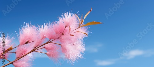 Copy space image of a pink Tamarix gallica flower against a backdrop of blue sky photo