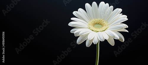 A white gerbera daisy flower in full bloom with ample copy space for photography