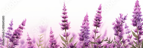 Lavender flowers on white background,  Lavender, floral background. op view, copy space