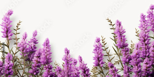 Lavender flowers on white background,  Lavender, floral background. op view, copy space