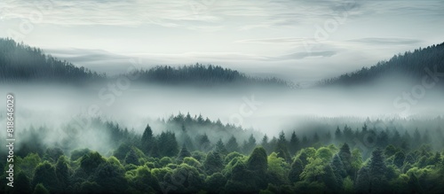 On a misty morning with a foggy ambiance one could observe the tree tops in the forest There is a serene and peaceful atmosphere surrounding the landscape A copy space image could capture this tranqu photo