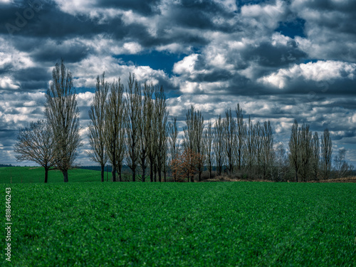 Fototapeta Naklejka Na Ścianę i Meble -  Drzewa