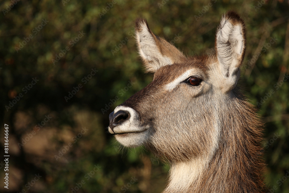 Wasserbock / Waterbuck / Kobus ellipsiprymnus Wasserbock / Waterbuck / Kobus ellipsiprymnus