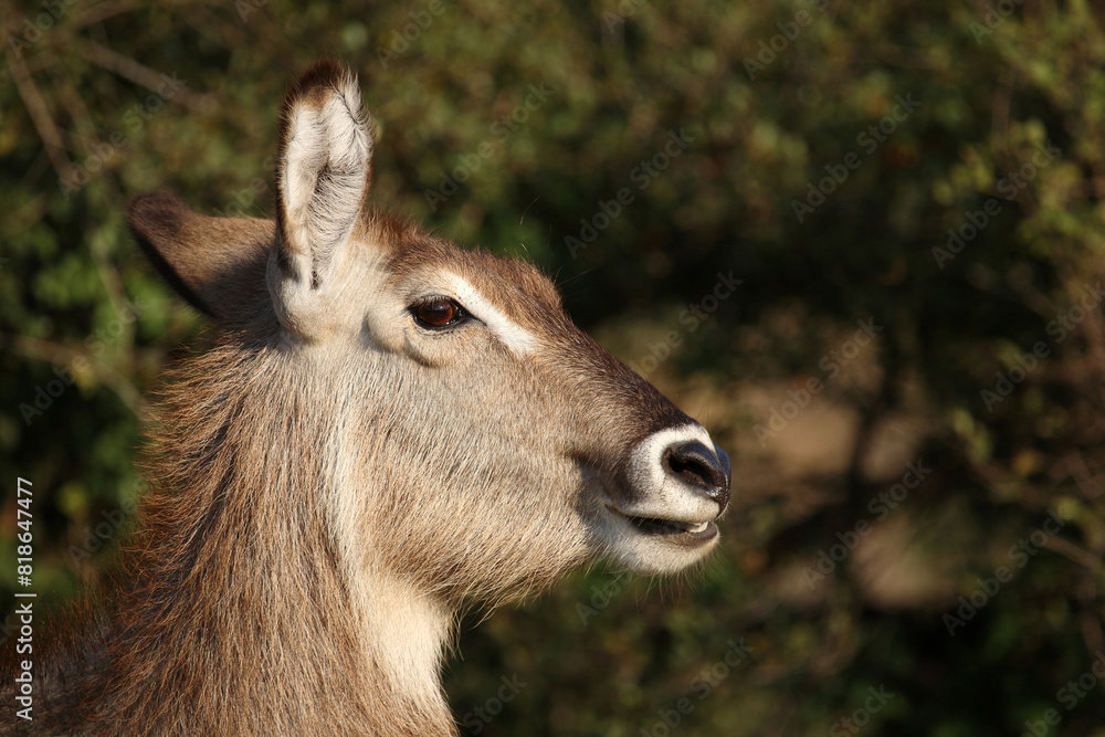 Wasserbock / Waterbuck / Kobus ellipsiprymnus