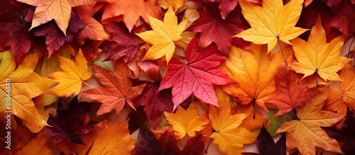 The background of autumn leaves with copy space image