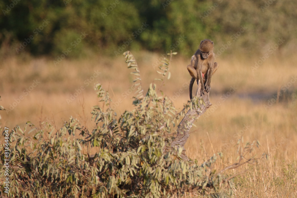 Fototapeta premium Bärenpavian / Chacma baboon / Papio ursinus