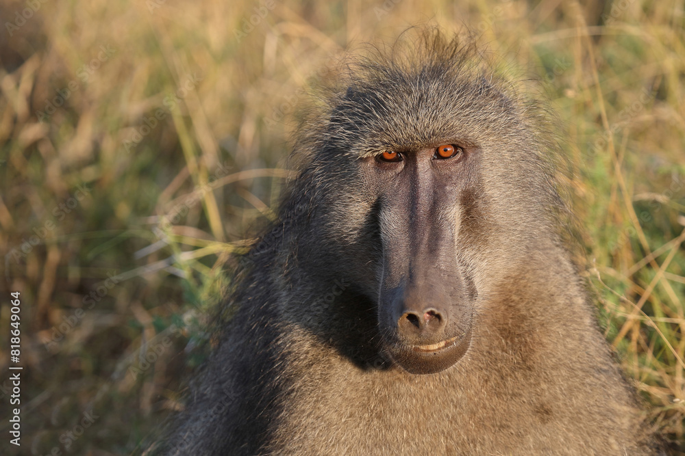 Bärenpavian / Chacma baboon / Papio ursinus Bärenpavian / Chacma baboon / Papio ursinus