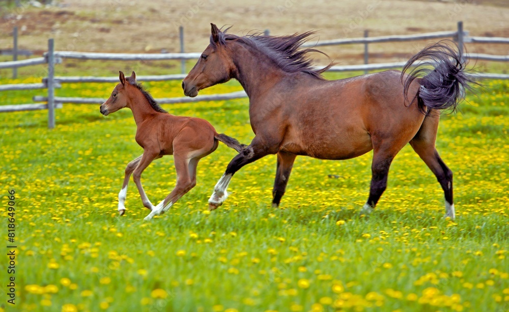 Fototapeta premium Beautiful Arabian Mare and Foal galloping together at spring pasture, green grass and yellow flowers.
