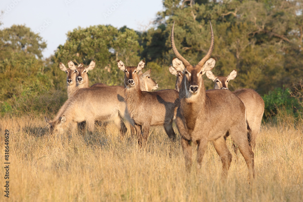 Wasserbock / Waterbuck / Kobus ellipsiprymnus Wasserbock / Waterbuck / Kobus ellipsiprymnus