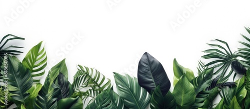 Copy space image featuring a minimal exotic concept with a creative border arrangement made of vibrant tropical leaves on a white background