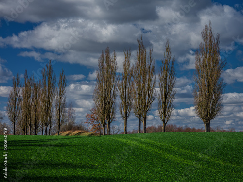 Fototapeta Naklejka Na Ścianę i Meble -  Drzewa