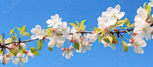 An image of apple flowers against a vibrant blue sky leaving room for additional content