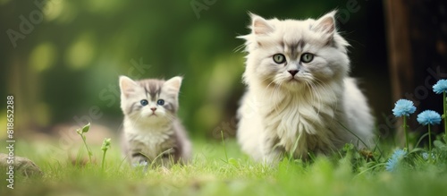 Foregrounded in a garden is an adorable hypoallergenic Siberian kitten belonging to a livestock domestic cat breed with a silver female in the background Copy space image