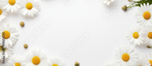 Top view of a white background with a blank frame featuring a mockup Chamomile daisy flower buds add a creative touch to the summer and spring themed copy space image © vxnaghiyev