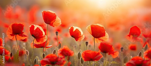 Summer flowers in a poppy field with a close up of vibrant red poppies illuminated by sunlight creating a natural background Perfect for a copy space image