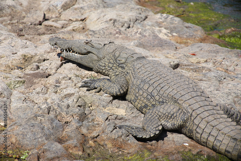 Nilkrokodil / Nile crocodile / Crocodylus niloticus. Nilkrokodil / Nile crocodile / Crocodylus niloticus.