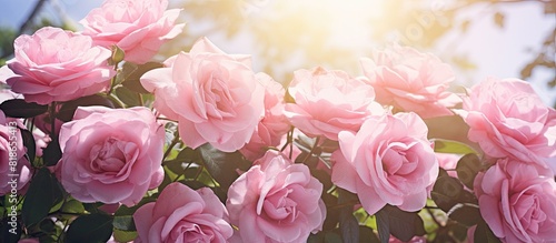 In the delightful garden a captivating copy space image displays beautiful pink roses symbolizing love and romance on Valentine s Day