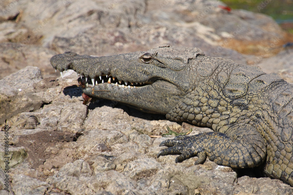 Nilkrokodil / Nile crocodile / Crocodylus niloticus. Nilkrokodil / Nile crocodile / Crocodylus niloticus.