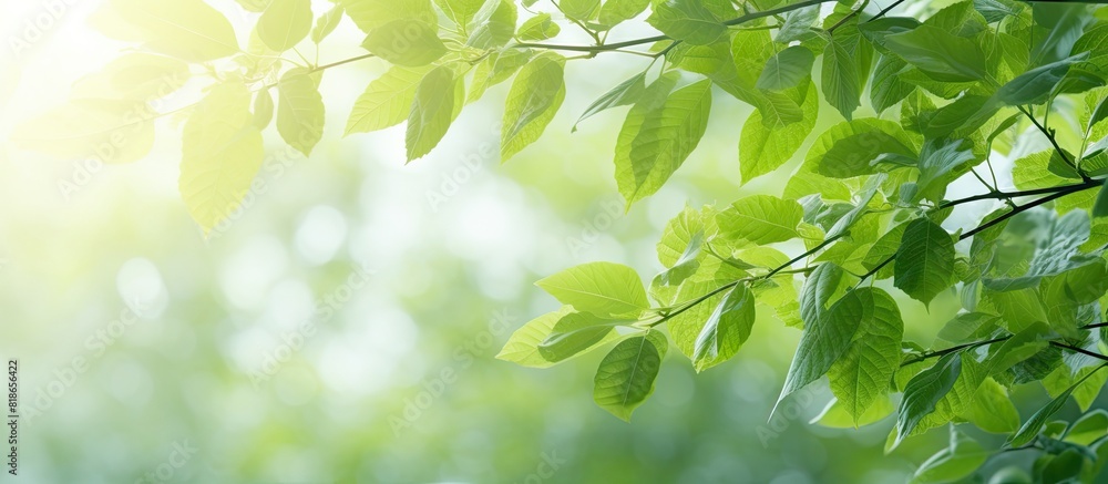Copy space image featuring fresh green foliage representing the commencement of a new season symbolizing a promising and joyous future Copy space image featuring fresh green foliage representing the commencement of a new season symbolizing a promising and joyous future