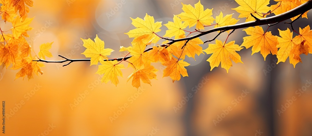 High quality photo of autumn maple leaves on a branch with bare tree branches in the background The yellow foliage provides a natural background with copy space for customization High quality photo of autumn maple leaves on a branch with bare tree branches in the background The yellow foliage provides a natural background with copy space for customization