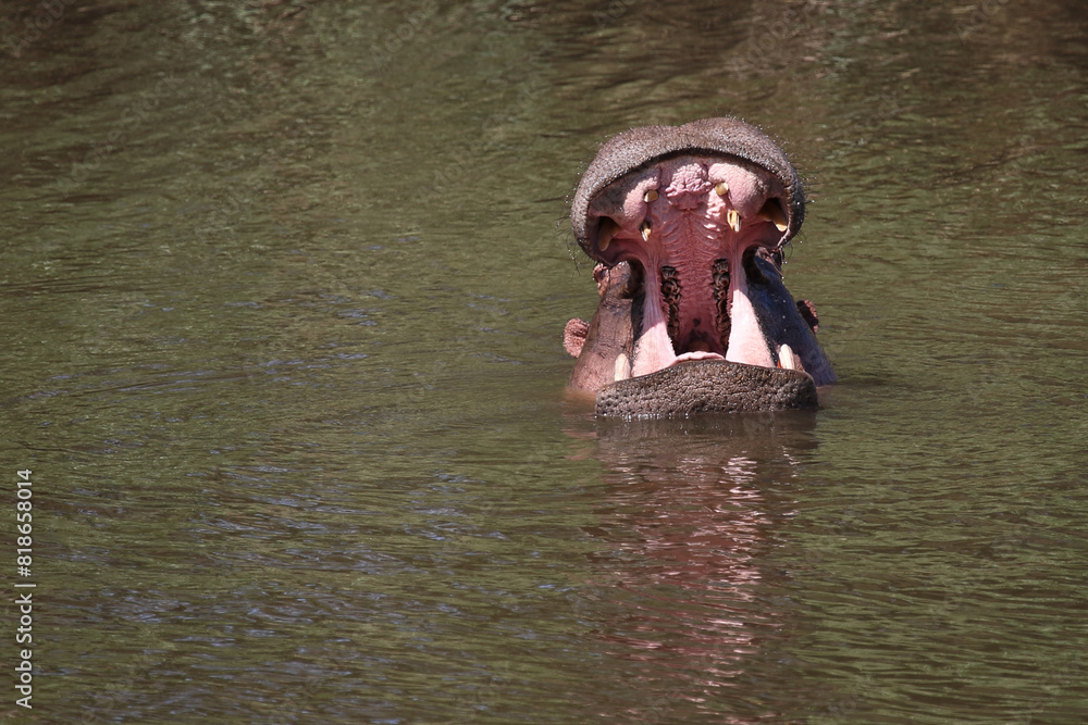 Fototapeta premium Flußpferd / Hippopotamus / Hippopotamus amphibius..
