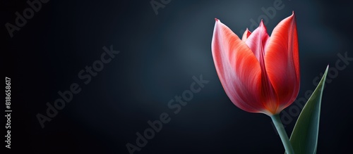 A beautiful wild tulip stands out in front of a dark backdrop creating a stunning contrast in this copy space image #818658617