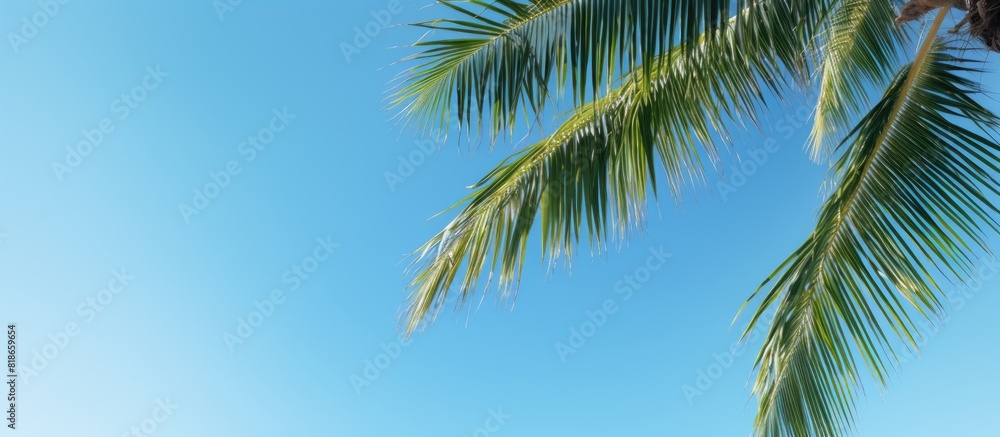 A creative perspective of a palm tree from a tropical country near the ocean featuring lush green branches and a blue sky with room for text or logos. with copy space image A creative perspective of a palm tree from a tropical country near the ocean featuring lush green branches and a blue sky with room for text or logos. with copy space image