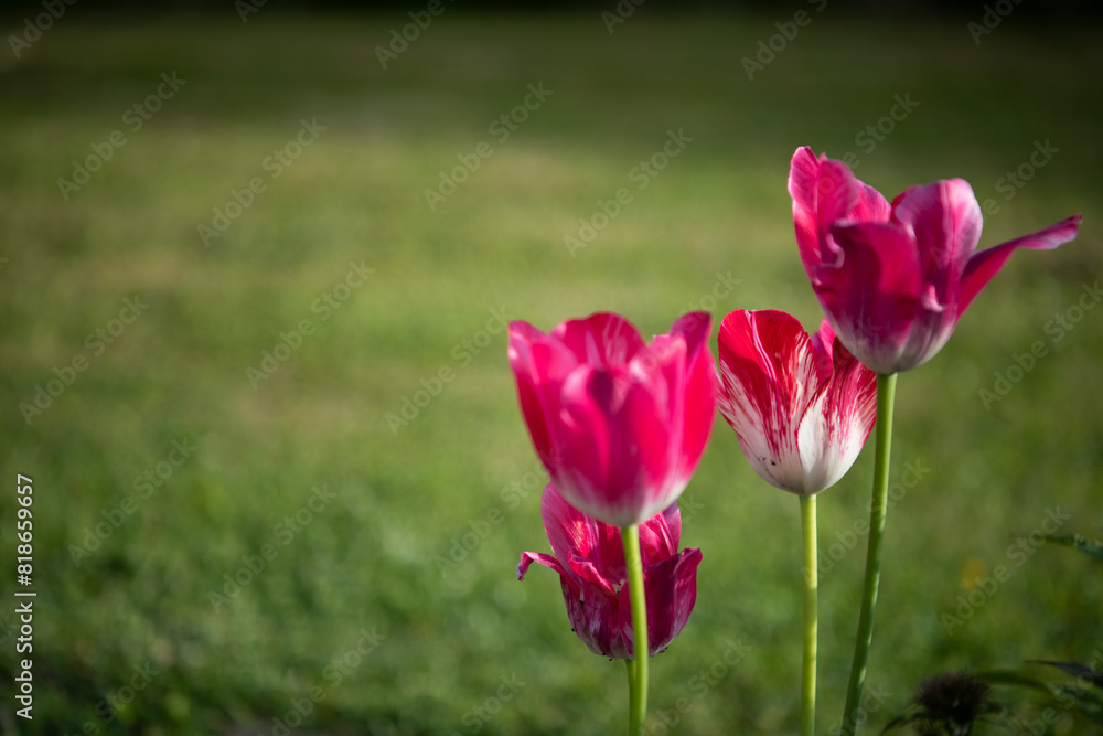 Obraz premium Beautiful tulips in the garden .