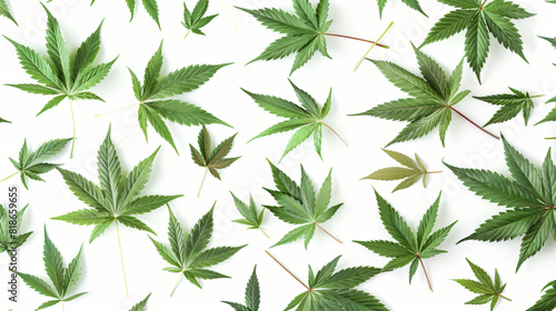 Many hemp leaves on white background. Pattern 